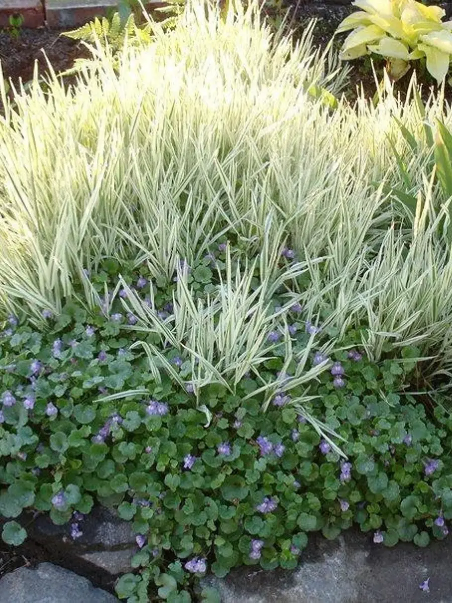 Бухарник мягкий Jackdaws Cream