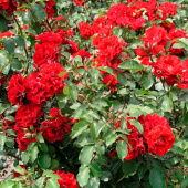 Роза  кустовая Roter Korsar