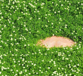 Мшанка шиловидная Irish Moss