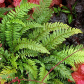 Многорядник щетинковый Shiny holly fern