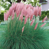 Кортадерия Cелло Pink Feather