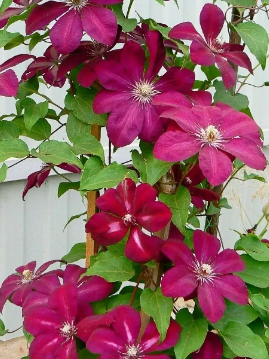 Клематис Westerplatte