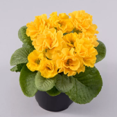 Примула махровая Rosali Golden Yellow
