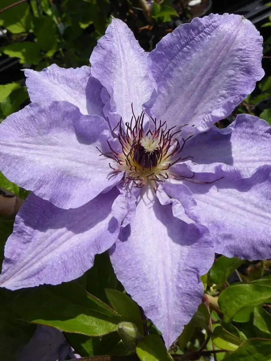 Клематис Myosotis