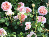 Роза Английская кустовая Abraham Darby
