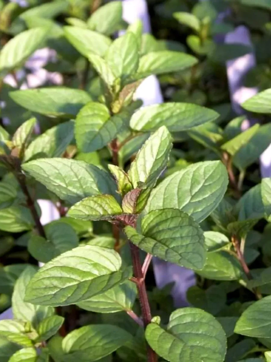 Мята Белый шоколад