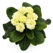 Примула махровая Hethor Petticote Creme