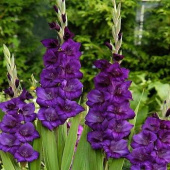 Гладиолус Purple Flora