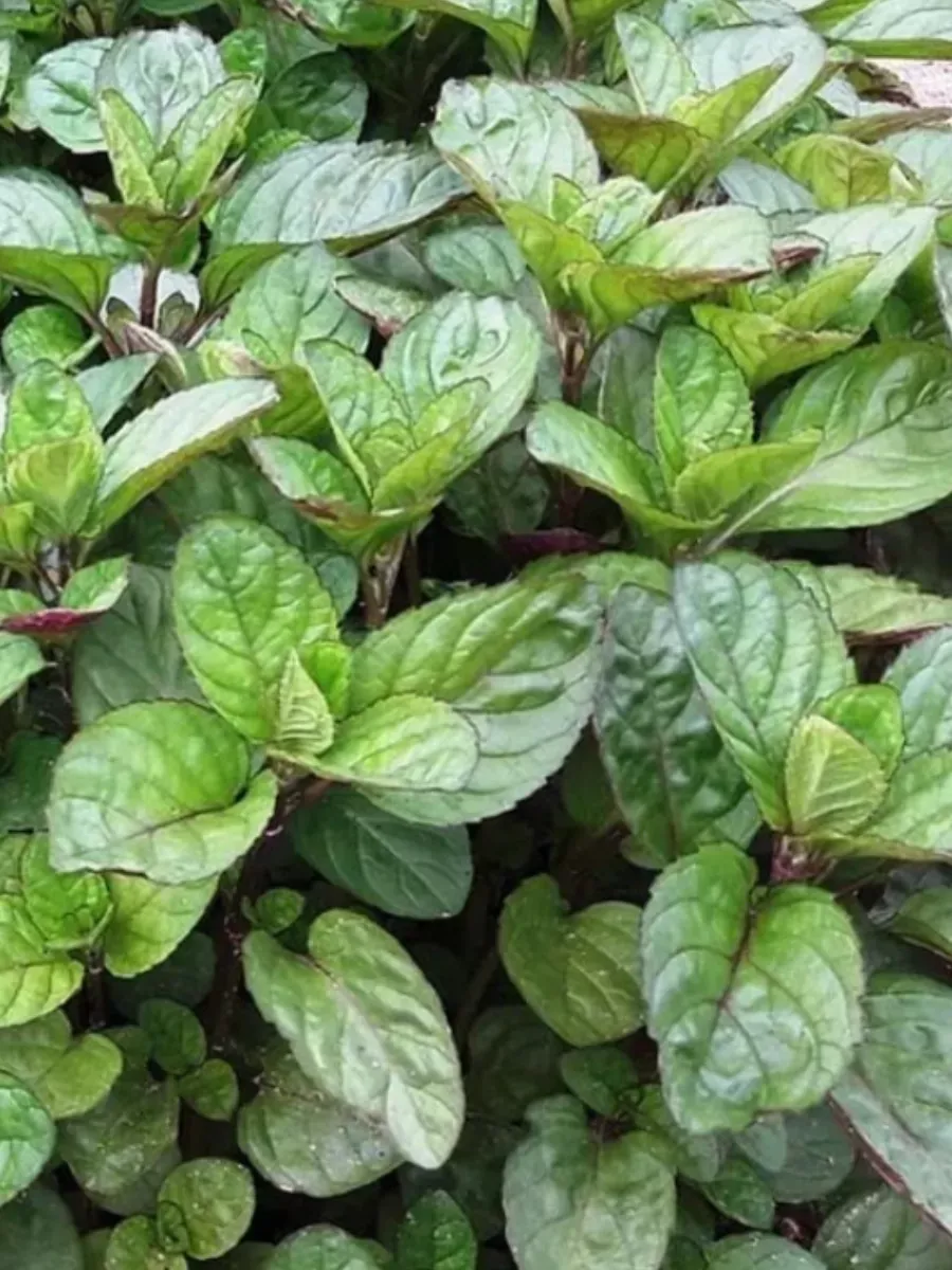 Мята Виллоза