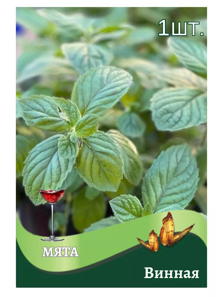 Мята "Винная"