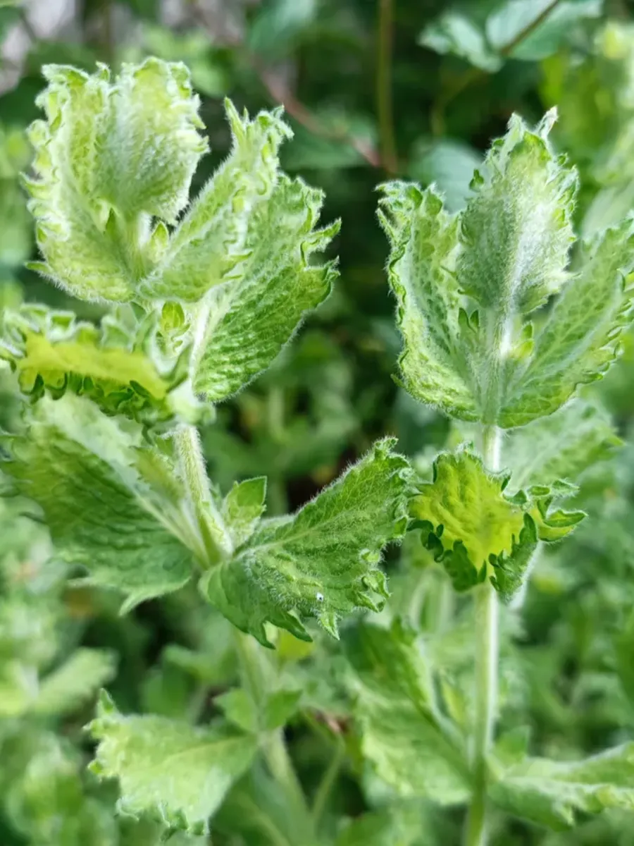 Мята Черная смородина