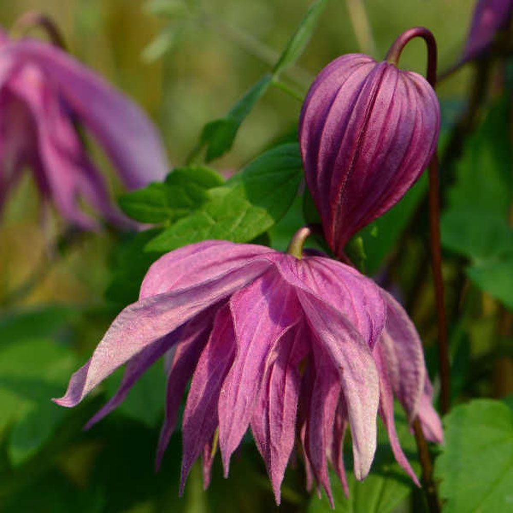 Пурпл дрим клематис описание фото Купить Клематис Purple Dream - Клематис - GardenPlants