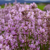 Лаванда узколистная Loddon Pink