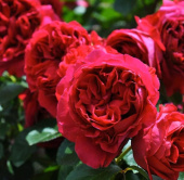 Роза Английская кустовая  Benjamin Britten
