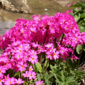 Примула розовая Grandiflora