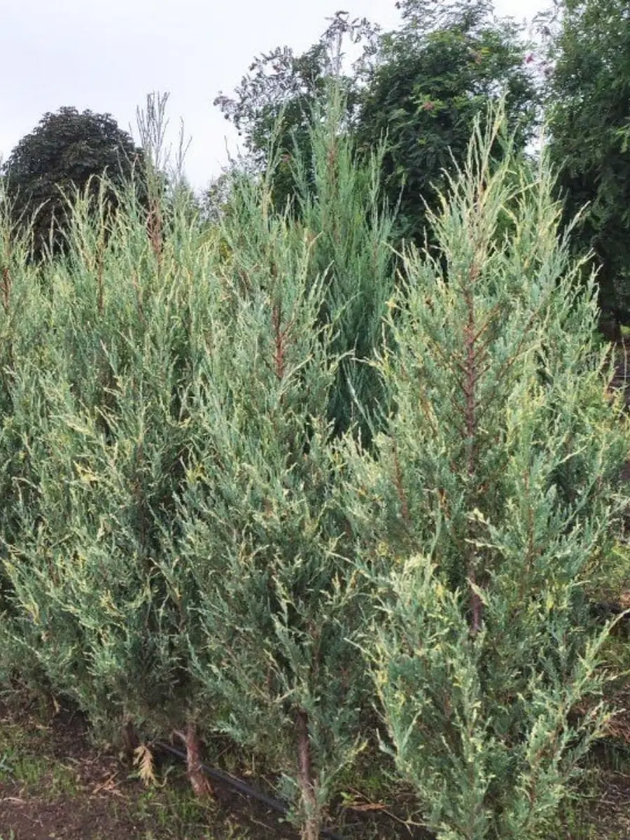 Можжевельник скальный Silver Star Можжевельник скальный Silver Star