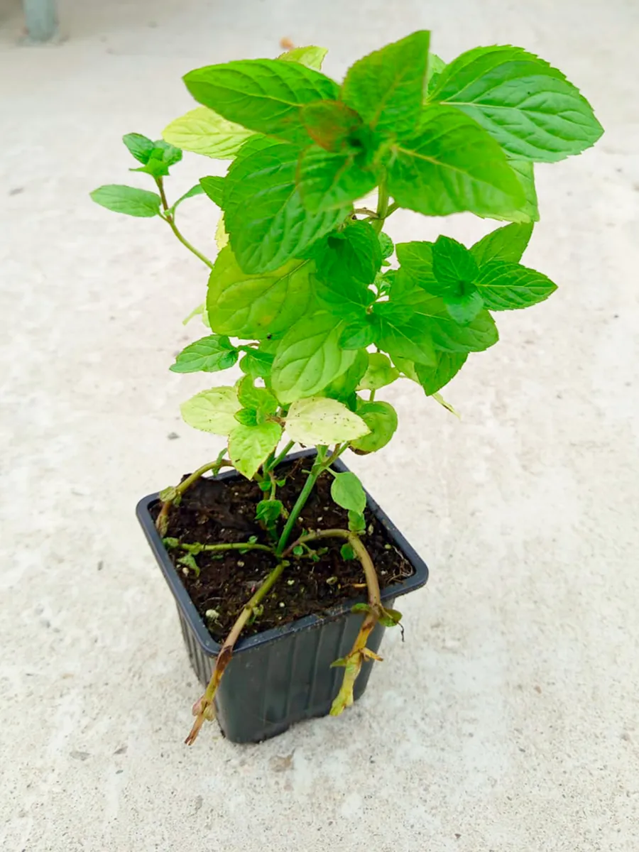 Мята Черри кола