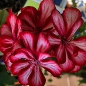 Пеларгония плющелистная  Grandeur Ivy Red кашпо