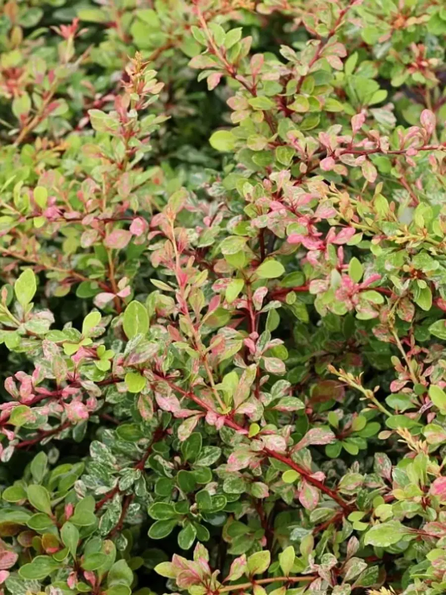 Барбарис Тунберга Natasza