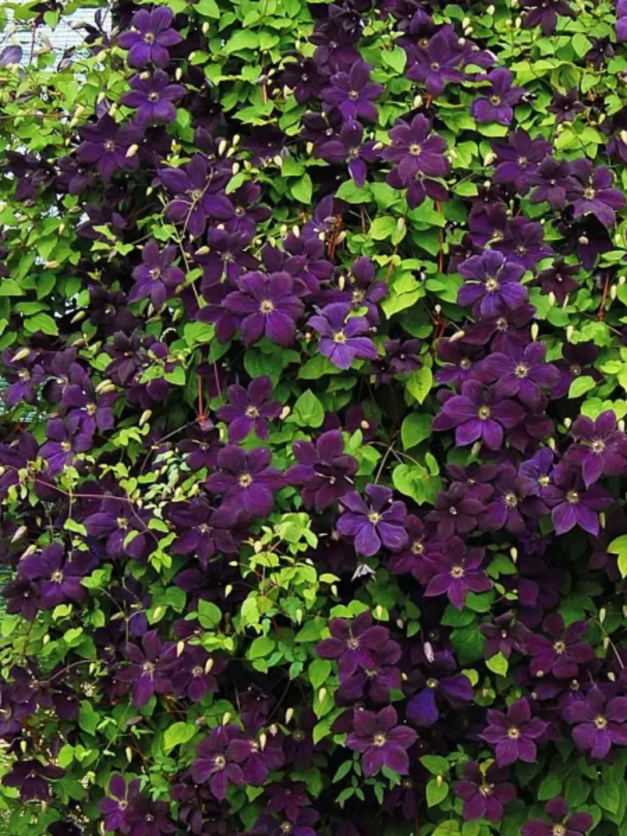 Клематис гибридный Negritianka