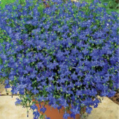 Лобелия ампельная Regatta F1 Marine Blue