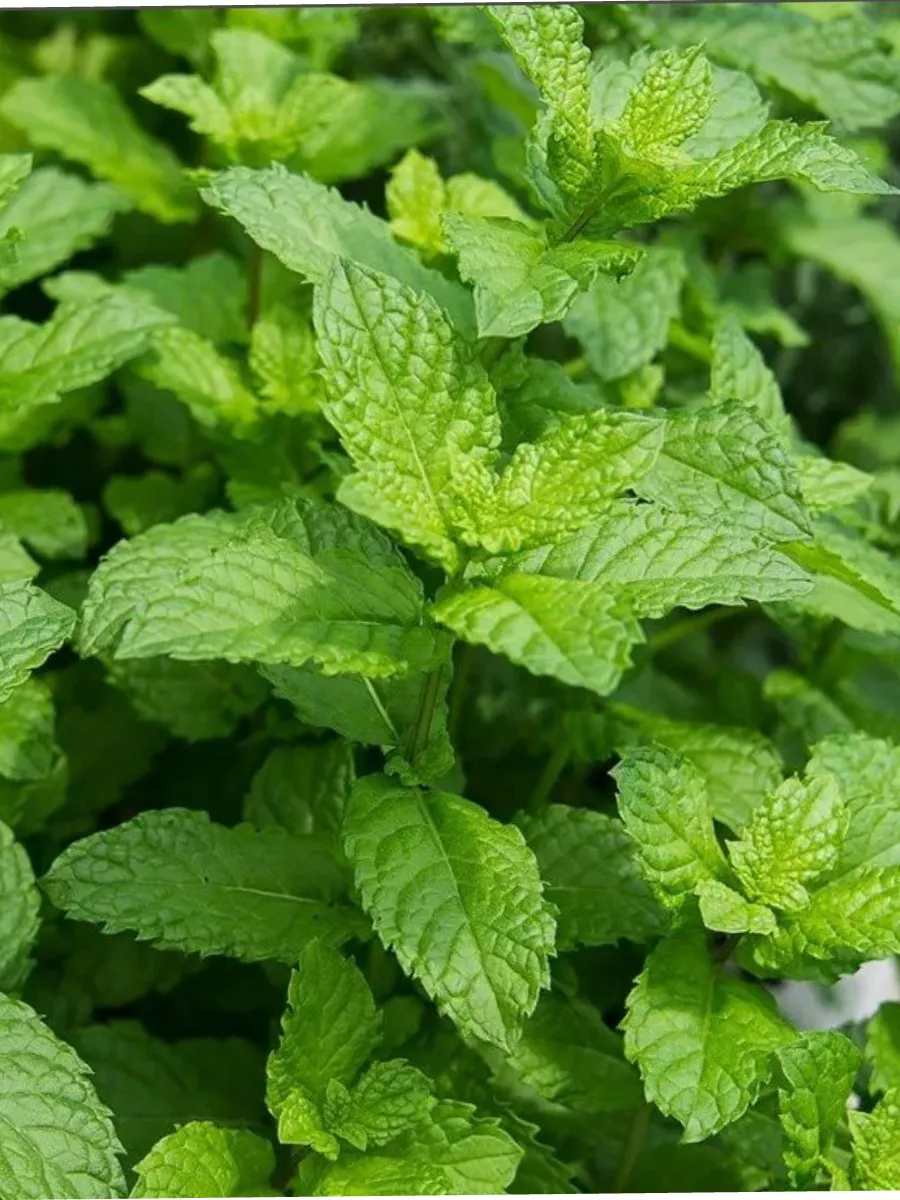 Мята Медовая сота