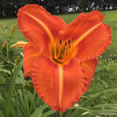 Лилейник Tuscawilla Tigress