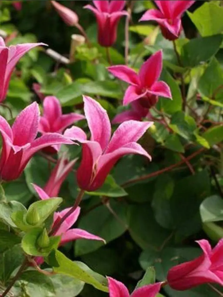 Клематис гибридный Princess Diana