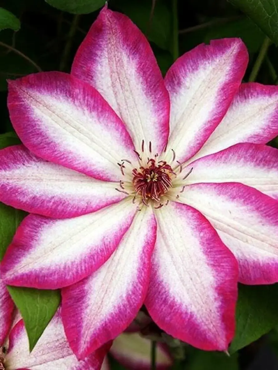 Клематис Picotee