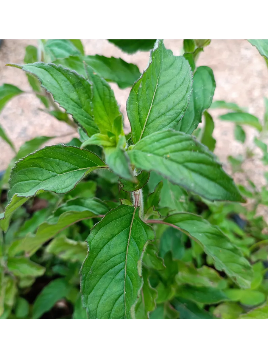 Мята Фруктовый Щербет