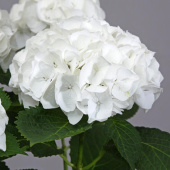 Гортензия Macrophylla white