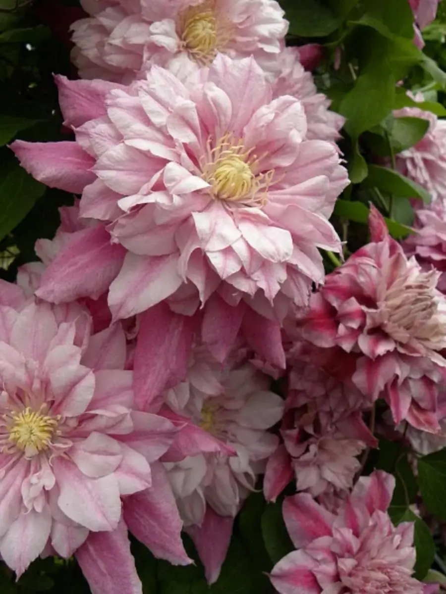 Клематис гибридный Patricia Ann Fretwell