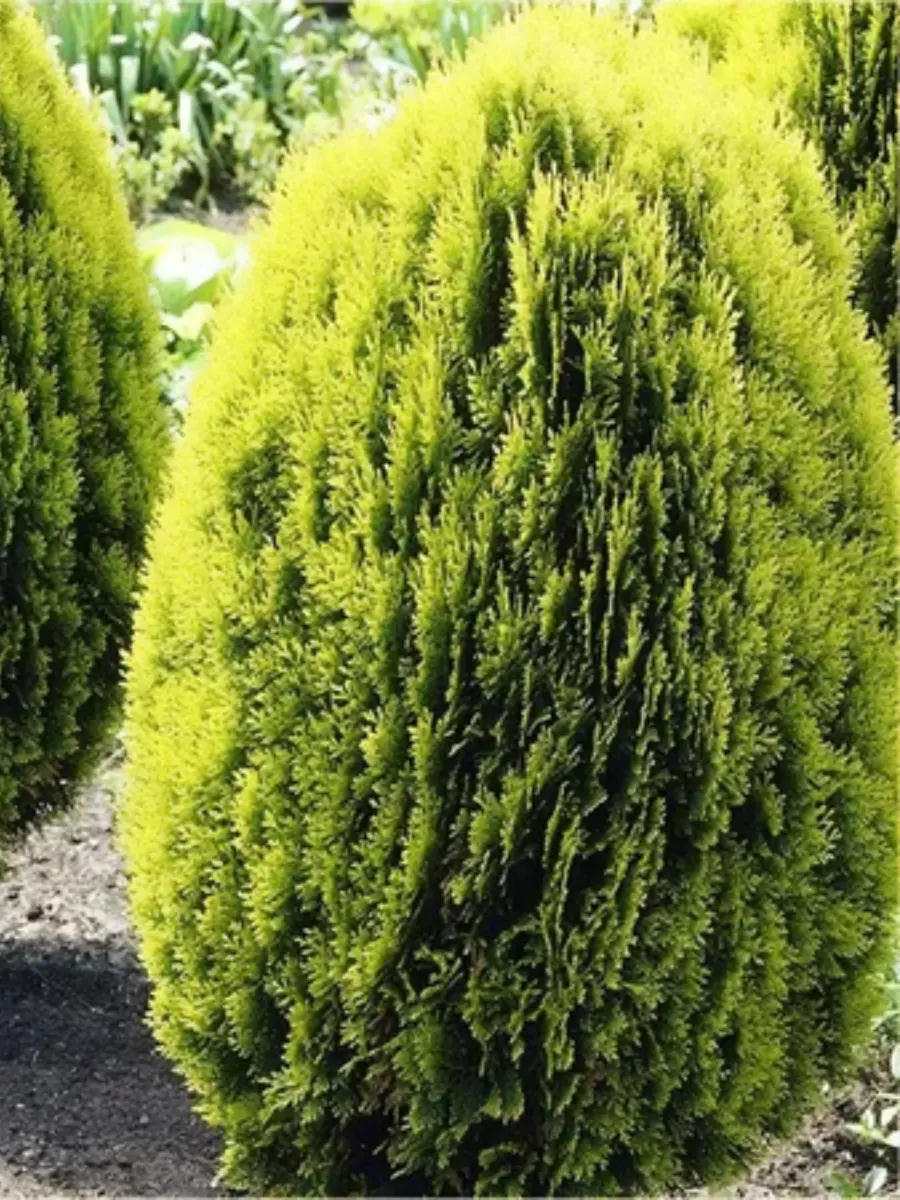 Плосковеточник восточный Aurea Плосковеточник восточный Aurea