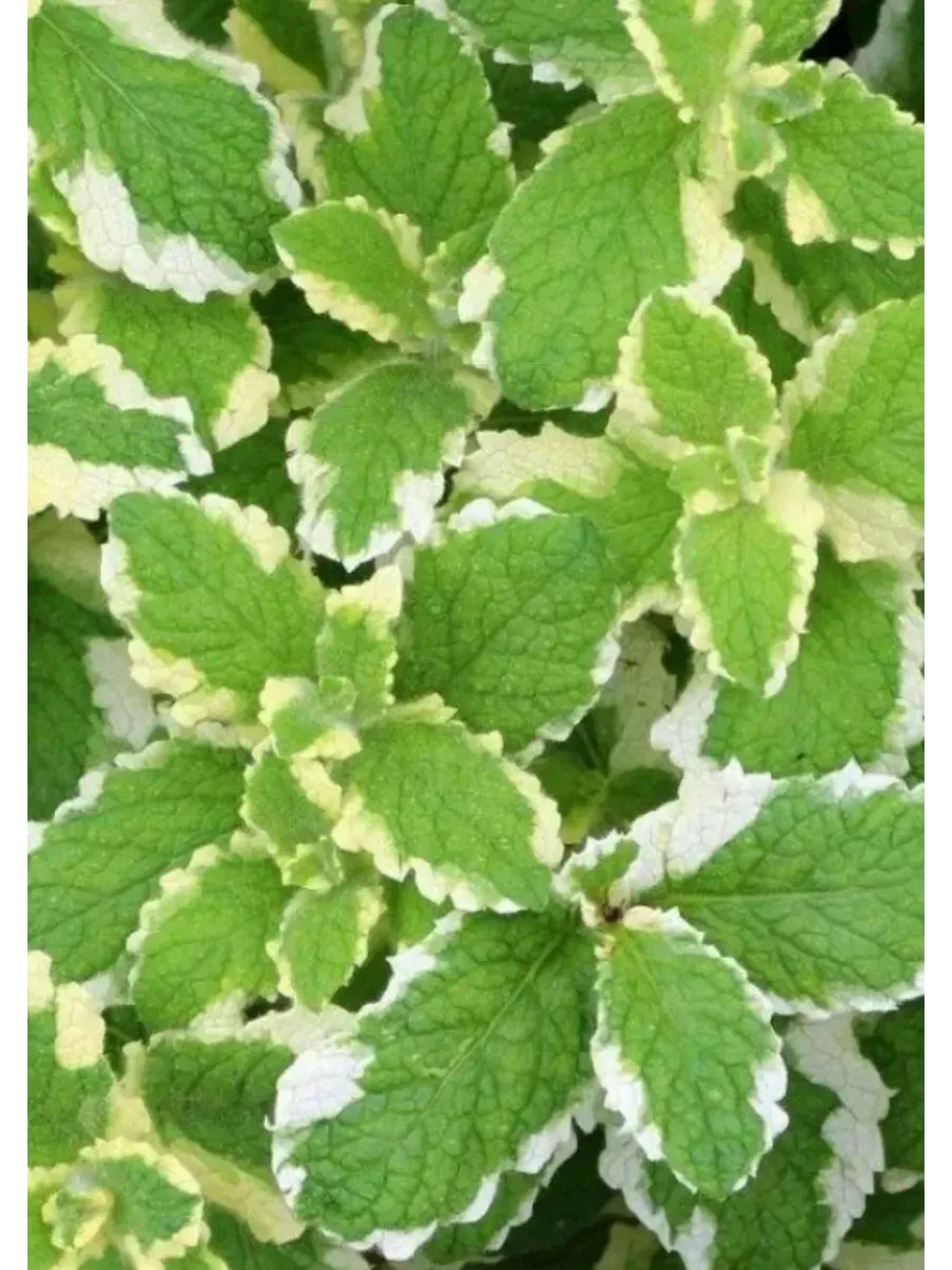 Мята Имбирь Вариегата