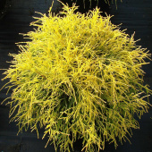 Кипарисовик горохоплодный Golden Mop