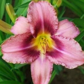 Лилейник Purple Bicolor