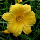 Лилейник Stella d’Oro