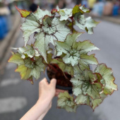 Бегония New Hybrid