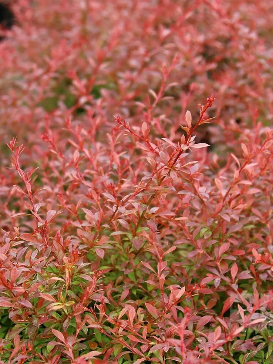 Барбарис Тунберга Orange Dream
