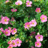 Лапчатка кустарниковая True Pink