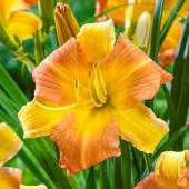 Лилейник Every Daylily Punch Yellow