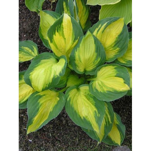 Hosta Georgia Sweetheart - хоста Джорджия Свитхарт