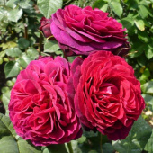 Роза  кустовая Astrid Grafin von Hardenberg