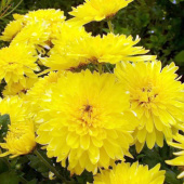 Хризантема корейская Gompie Yellow