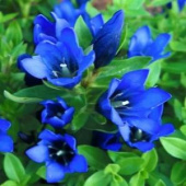Горечавка бесстебельная Shine Blue