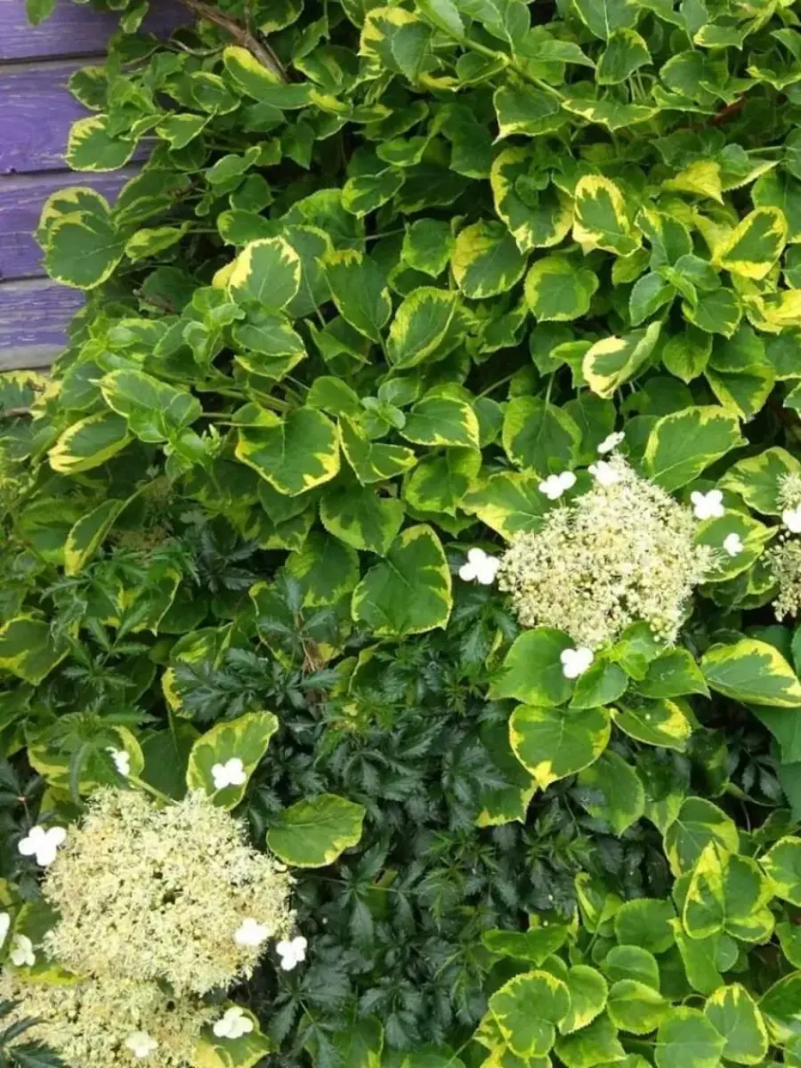 Гортензия плетистая Mirranda