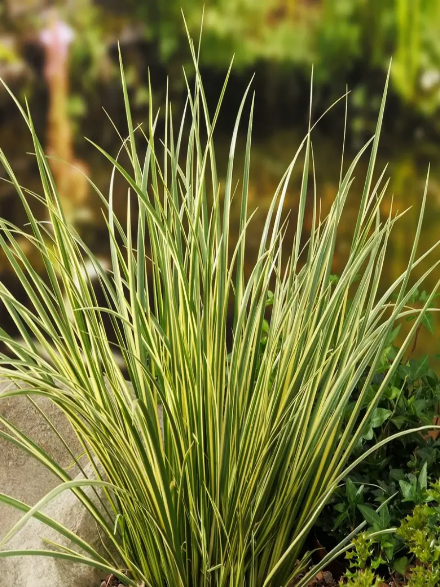 Аир злаковидный Variegatus