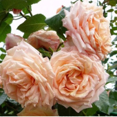 Роза Плетистая Barock