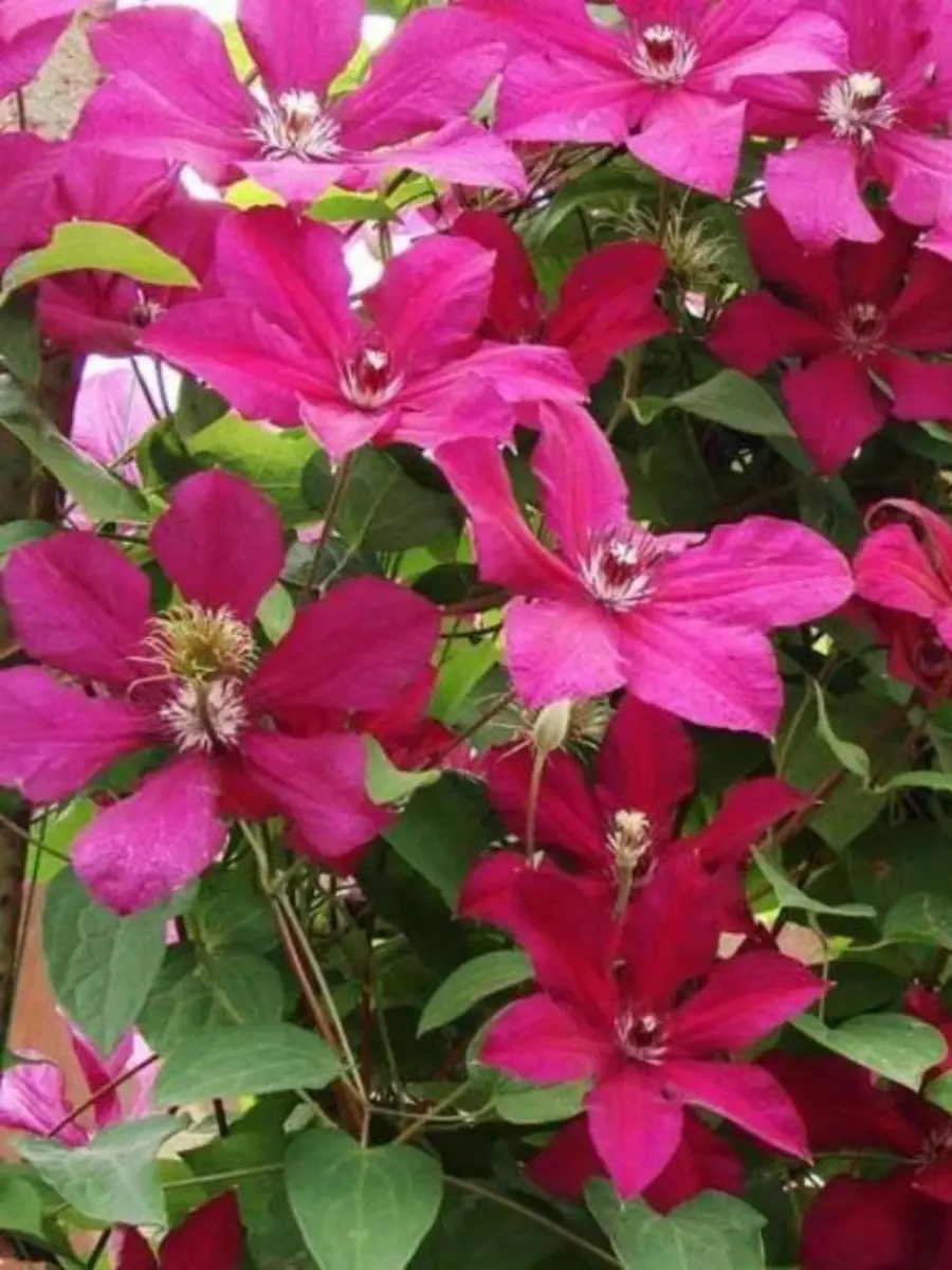 Клематис Kardynal Wyszynski