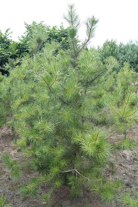 Канадская сосна фото Купить Сосна скрученная - Сосна - GardenPlants